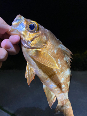 夕まずめ夜にかけて釣行