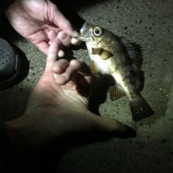 生口島ウキ釣り