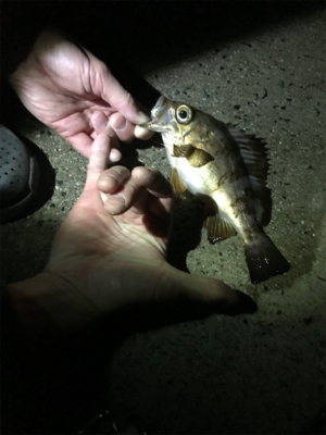 生口島ウキ釣り