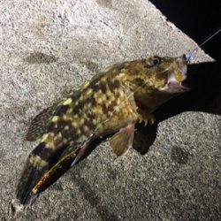 ショアジギ &エギング