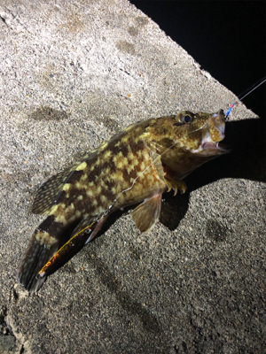 ショアジギ &エギング