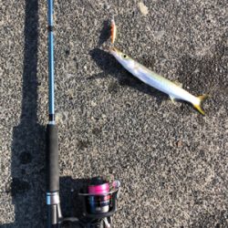 太刀魚、カマス