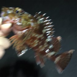 明石でライトゲーム