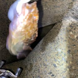 ロックフィッシュゲーム