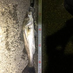 河口付近でのシーバス釣行