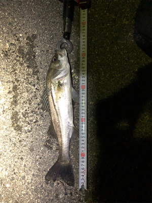 河口付近でのシーバス釣行