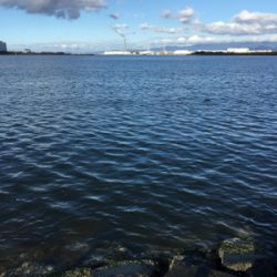 シーバス、青物探し