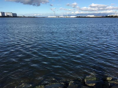 シーバス、青物探し