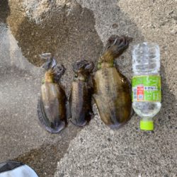 久しぶりのヤエン