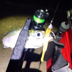 淡路島アジング