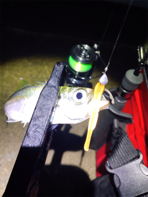 淡路島アジング