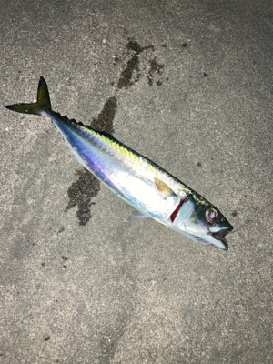 ようやくタチウオ