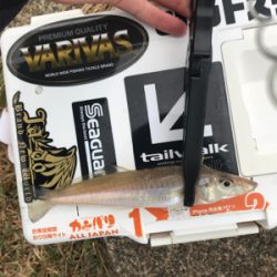 アジを求めて⑲