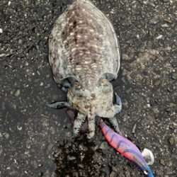 遠いところまで来た甲斐が…