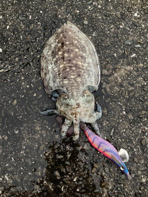 遠いところまで来た甲斐が…