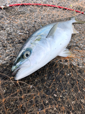 沖堤防でのカゴ釣り