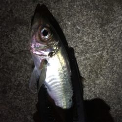 シャローフリーク