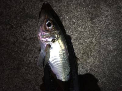 シャローフリーク