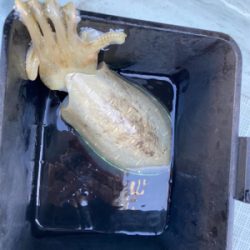 2週連続ティップラン