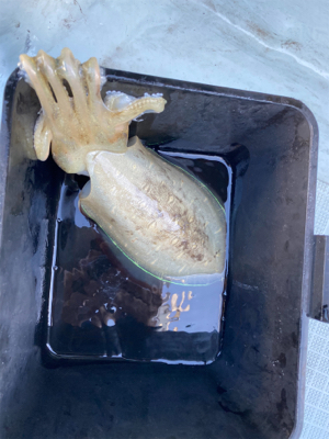 2週連続ティップラン