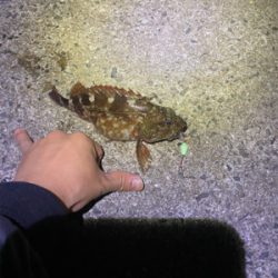 やっと食べれるサイズが釣れました