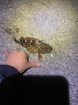 やっと食べれるサイズが釣れました