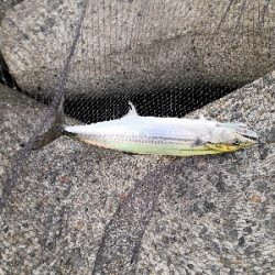 潮が動かず苦戦