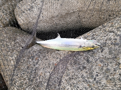 潮が動かず苦戦