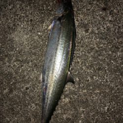 メジロとサゴシ ！