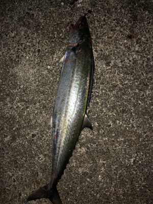 メジロとサゴシ ！