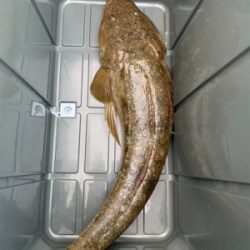 太った50センチ越えのマゴチ