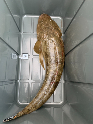 太った50センチ越えのマゴチ