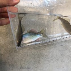 のんびりタナゴ釣り