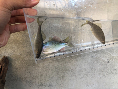 のんびりタナゴ釣り