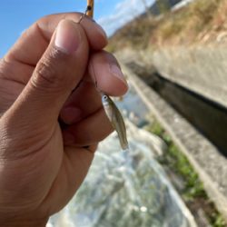 のんびりタナゴ釣り