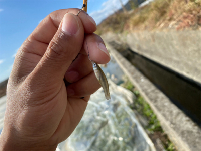 のんびりタナゴ釣り