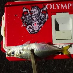 アジング練習 222