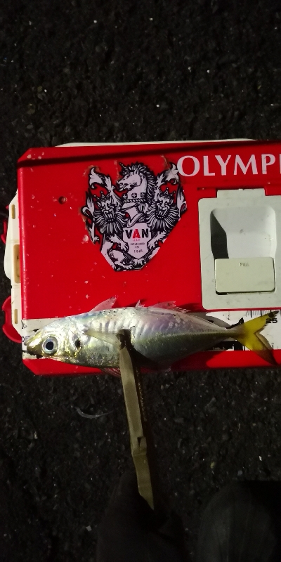 アジング練習 222