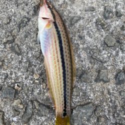 お手軽五目釣り‼︎