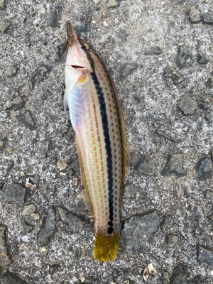 お手軽五目釣り‼︎