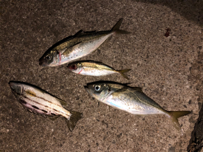 地合いは日没後すぐに！