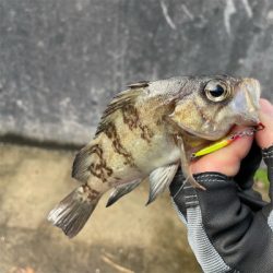 ライトゲーム IN石川県