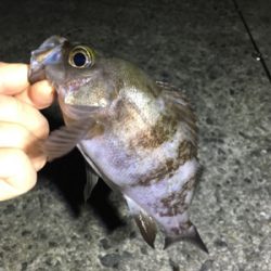 数釣りメバリング