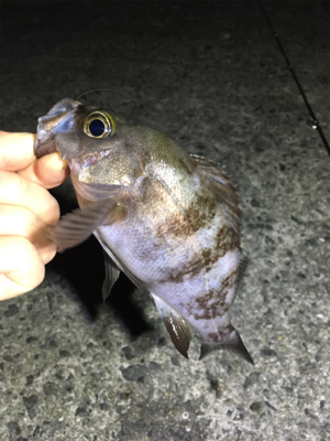 数釣りメバリング