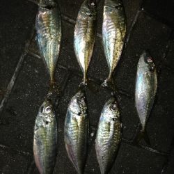 マイポイントでアジング。