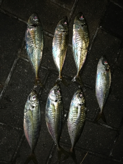 マイポイントでアジング。