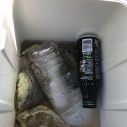 またまたまたカワハギ釣り