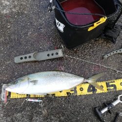 朝マズメラッシュ