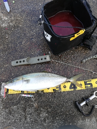 朝マズメラッシュ