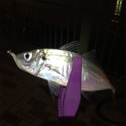 大阪湾奥アジング 中アジつ抜け